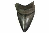 Serrated, Fossil Megalodon Tooth - Georgia #159732-1